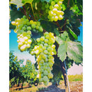 Mühlbach Pinot Gris Domeniul Ciumbrud - Delumani - Magazin Online Romanesc 